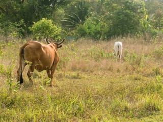 Cow in the green meadow field
