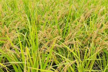 Obraz premium Green Rice field