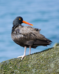 Black Oystercatcher (Haematopus bachmani) preens itself along Ballona Creek, Play del Rey, CA, USA.	