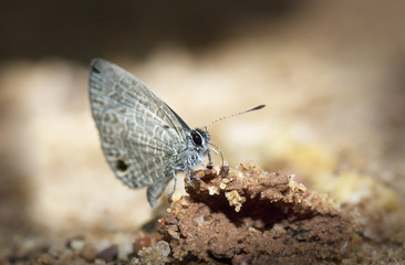 White Butterfly on soil from Thailand
