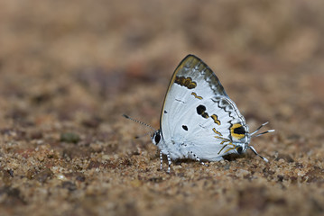 White Butterfly on soil from Thailand