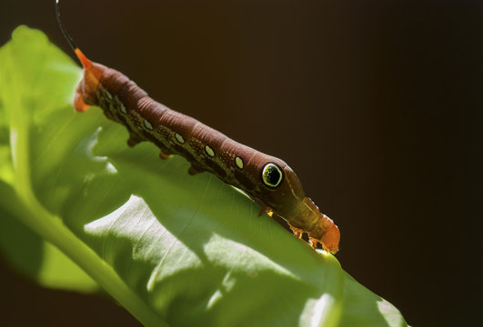 Red Daphnis nerii Caterpillar or oleander hawk-moth closeup on green leaf