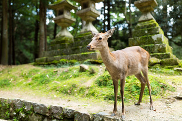 Naklejka na ściany i meble Deer in Japanese temple