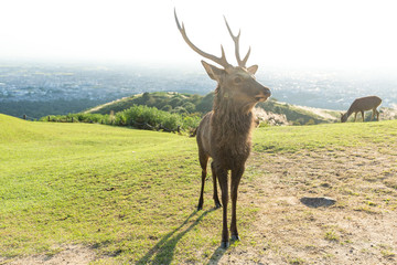Buck deer in mount