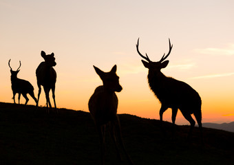 Silhouette of deer
