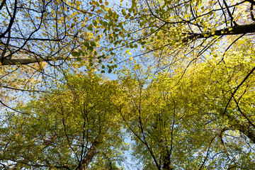 Look up to the treetop / Germany