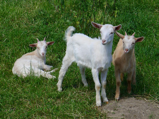 Ziegen im Gras