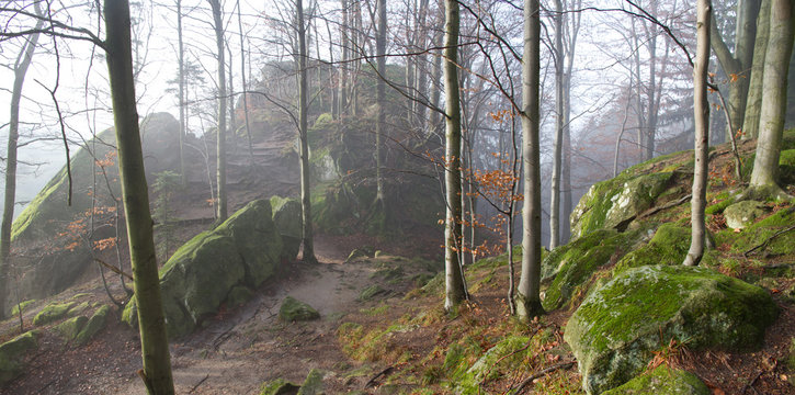 The beech forest with sandstone rocks in the early morning sunshine