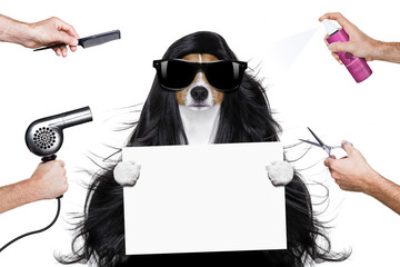 grooming dog at the hairdressers