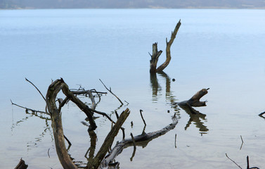 Snag old wood dangerously sticking out of the water.