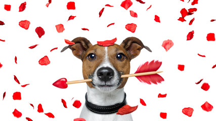crazy in love valentines dog