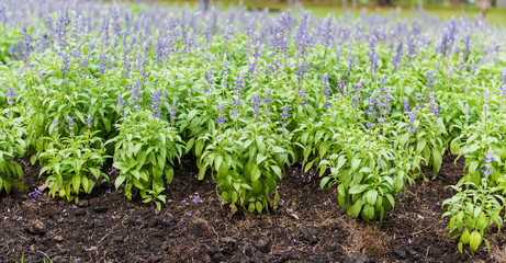 Meadow with blooming Blue Salvia herbal flowers