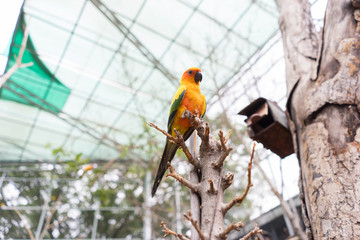 Obraz premium Macaw parrot on the tree branch