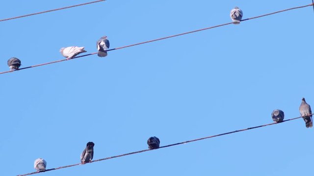 Birds on a Wire with Sunny Day Blue Sky Background
