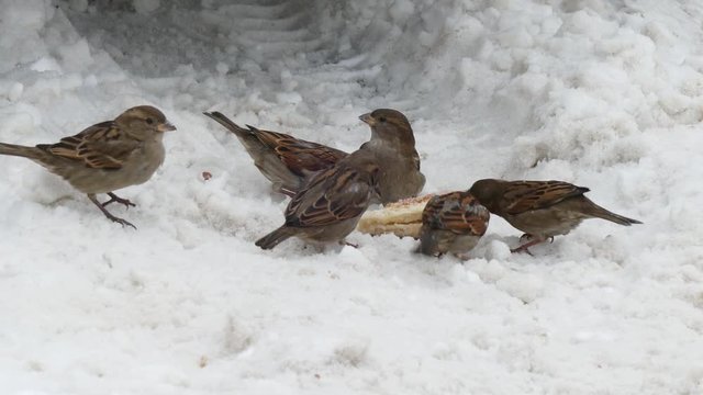 sparrows