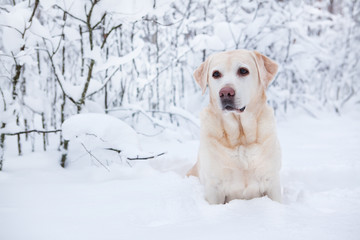 Лабрадор сидит в сугробе.