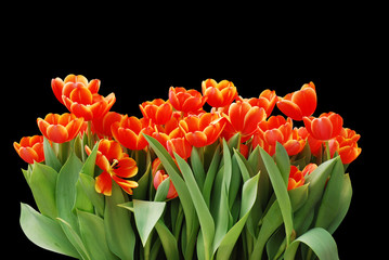 Red Tulips isolated on white background