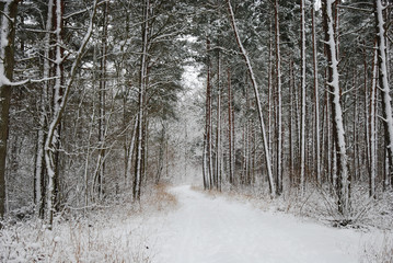 Footpath in a snowy forest
