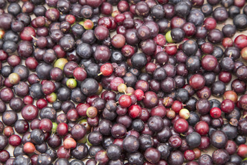 Agraz tropical fruit (Vaccinium meridionale)