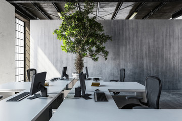 Empty office workplaces with big indoor plant