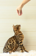 education and training the young Bengal cat