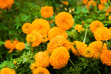 Marigold in the garden Thailand