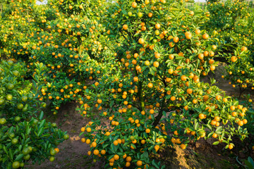 Kumquat, the symbol of Vietnamese lunar new year. In nearly every household, crucial purchases for Tet include the peach "hoa dao" and kumquat plant