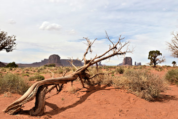 tronc dans Monument Valley