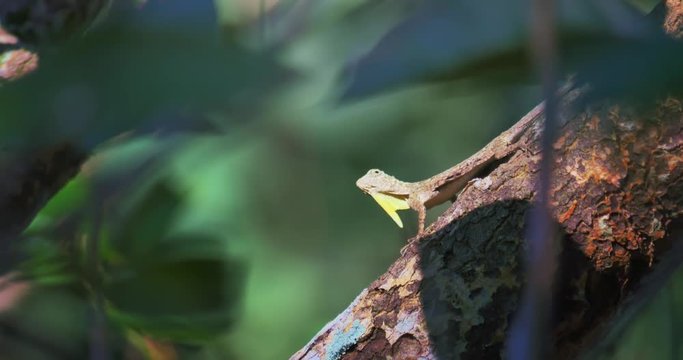 Bizarre wild creature of rainforest Draco Lizard or Gliding Dragon calling mate