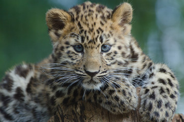 An Amur Leopard Cub - obrazy, fototapety, plakaty