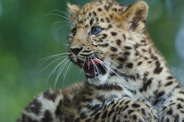 Fototapeta na wymiar An Amur Leopard Cub