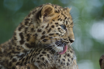 An Amur Leopard Cub