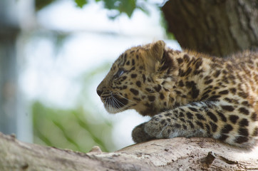 Naklejka na ściany i meble An Amur Leopard Cub
