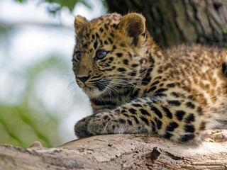 An Amur Leopard Cub