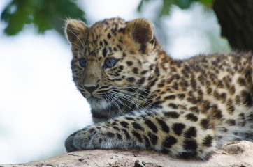 An Amur Leopard Cub