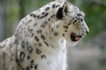Fototapeta premium Snow Leopard in Profile