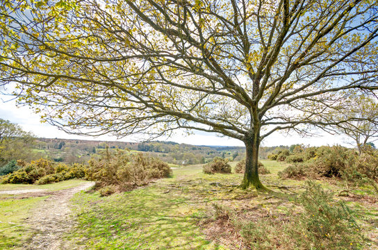 Blissford View