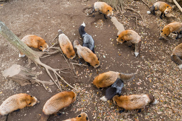 Fox eating all together