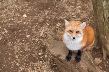 Red fox close up