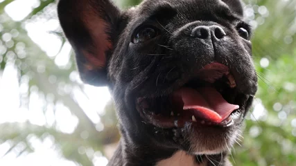Abwaschbare Fototapete Französische Bulldogge Nahaufnahme der französischen Bulldogge des Babys