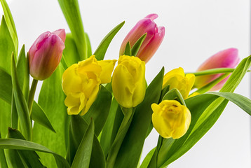 Tulips saluting Spring