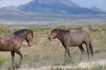 Wild Mustangs in the Great Basin Desert of Utah	