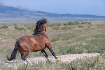 Wild Mustangs in the Great Basin Desert of Utah	