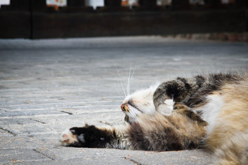 cat sleeps on a path in the park