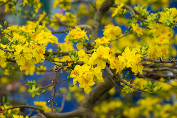 Fototapeta premium Ochna integerrima, the symbol of Vietnamese lunar new year in south. The golden yellow of the flower means the noble roots of Vietnamese