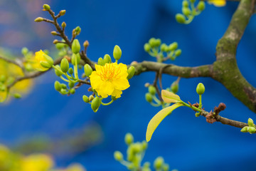 Ochna integerrima, the symbol of Vietnamese lunar new year in south. The golden yellow of the flower means the noble roots of Vietnamese