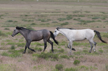 Obraz premium Wild Mustangs in the Great Basin Desert of Utah 