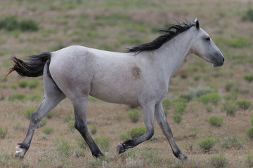Fototapeta na wymiar Wild Mustangs in the Great Basin Desert of Utah 
