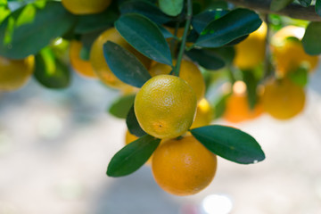 Round kumquat (marumi kumquat) on tree. Marumi kumquat is symbol for wealth and happiness for Vietnamese lunar new year.