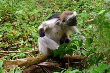 Colobus Affen auf Sansibar
